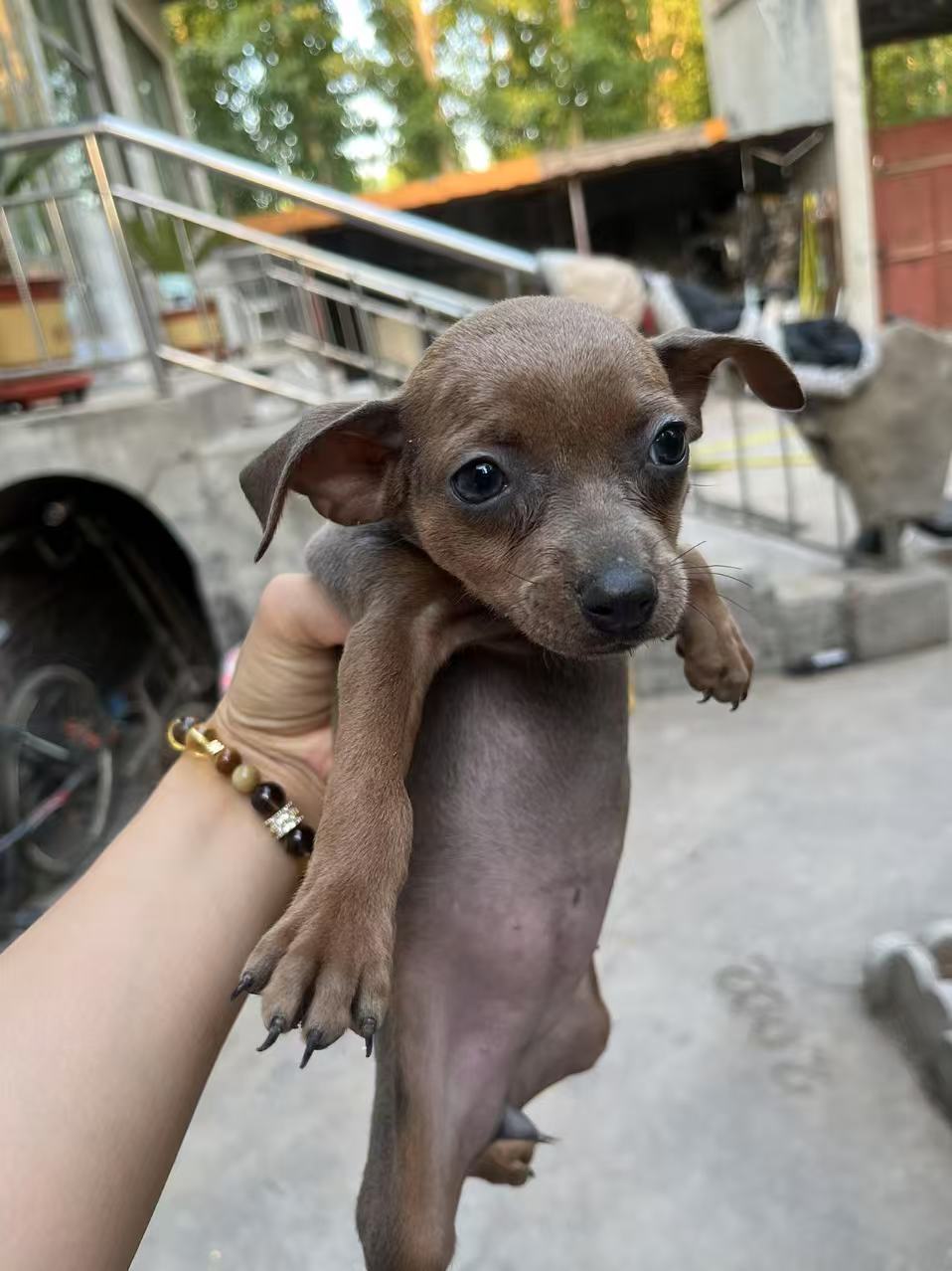 小鹿犬